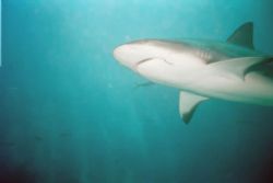 Bahamas without a cage in 35 feet of water.  Check out th... by Greg Smith 